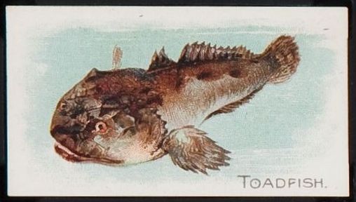 T58 Toadfish.jpg